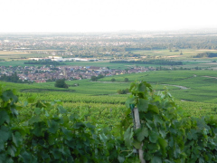 Alsace