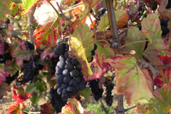 Alsace med Cathriine og Karsten.