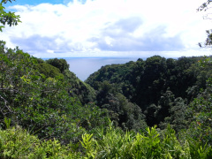 På.tur ad den berømte Road to Hana på vej til, du gættede det, Hana, Maui, Hawaii. Hvis man har tendens til køresyge, så overvej lige en ekstra gang, for vejen er snoet, meget snoet, og meget lang, men man belønnes med smuk natur hele vejen.