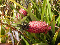 Besøg på Dole Plantation, hvor vi kigger på ananas.