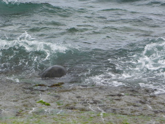 Skildpadder ved Laniakea Beach, O'ahu, Hawaii