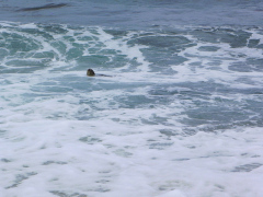 Skildpadder ved Laniakea Beach, O'ahu, Hawaii