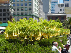 Union Square, San Francisco, Californien, USA