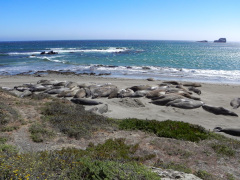 Søelefanter ved Elephant Seal Vista Point på Highway 1, nær San Simeon, Californien, USA