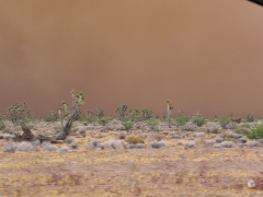 Sandstorm under opsejling på tilbage til Las Vegas