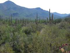 Saguaro National Park, Tucson, Arizona, USA