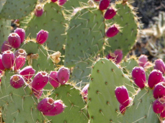 Saguaro National Park, Tucson, Arizona, USA