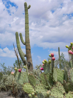 Saguaro National Park, Tucson, Arizona, USA