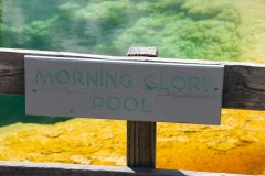 Yellowstone National Parl, Wyoming, USA. Det mest fantastiske og magiske sted i verden, med vandfald, geysere, vilde bjørne, ulve, elge og meget mere. Her The Morning Glory Pool i klare smukke farver.