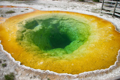 Yellowstone National Parl, Wyoming, USA. Det mest fantastiske og magiske sted i verden, med vandfald, geysere, vilde bjørne, ulve, elge og meget mere. Her The Morning Glory Pool i klare smukke farver.