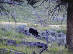 Yellowstone National Parl, Wyoming, USA. Det mest fantastiske og magiske sted i verden, med vandfald, geysere, vilde bjørne, ulve, elge og meget mere. Prøv det en gang, og du bliver afhængig.