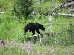 Yellowstone National Parl, Wyoming, USA. Det mest fantastiske og magiske sted i verden, med vandfald, geysere, vilde bjørne, ulve, elge og meget mere. Prøv det en gang, og du bliver afhængig.