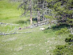 Yellowstone National Parl, Wyoming, USA. Det mest fantastiske og magiske sted i verden, med vandfald, geysere, vilde bjørne, ulve, elge og meget mere. Prøv det en gang, og du bliver afhængig.