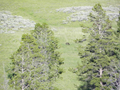 Yellowstone National Parl, Wyoming, USA. Det mest fantastiske og magiske sted i verden, med vandfald, geysere, vilde bjørne, ulve, elge og meget mere. Prøv det en gang, og du bliver afhængig.