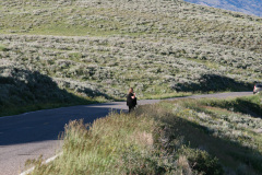 Yellowstone National Parl, Wyoming, USA. Det mest fantastiske og magiske sted i verden, med vandfald, geysere, vilde bjørne, ulve, elge og meget mere. Prøv det en gang, og du bliver afhængig.