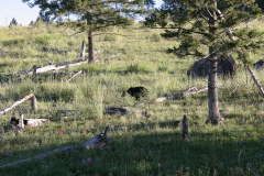Yellowstone National Parl, Wyoming, USA. Det mest fantastiske og magiske sted i verden, med vandfald, geysere, vilde bjørne, ulve, elge og meget mere. Prøv det en gang, og du bliver afhængig.