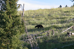 Yellowstone National Parl, Wyoming, USA. Det mest fantastiske og magiske sted i verden, med vandfald, geysere, vilde bjørne, ulve, elge og meget mere. Prøv det en gang, og du bliver afhængig.