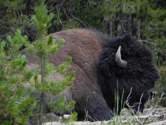 Yellowstone National Parl, Wyoming, USA. Det mest fantastiske og magiske sted i verden, med vandfald, geysere, vilde bjørne, ulve, elge og meget mere. Bisonokse, hvis du gerne vil se disse prægtige dyr i stort antal, så er Yellowstone stedet.
