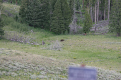 Yellowstone National Parl, Wyoming, USA. Det mest fantastiske og magiske sted i verden, med vandfald, geysere, vilde bjørne, ulve, elge og meget mere. Prøv det en gang, og du bliver afhængig.