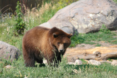 Montana Grizzly Encounter, Bozeman, Montana, USA. Bamser der har været holdt som kæledyr da de var små, og derfor ikke igen kan udsættes i naturen, derudover er de ikke fra området. Her bruges de blandt andet til undervisning om grizzlybjørne.