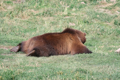 Montana Grizzly Encounter, Bozeman, Montana, USA. Bamser der har været holdt som kæledyr da de var små, og derfor ikke igen kan udsættes i naturen, derudover er de ikke fra området. Her bruges de blandt andet til undervisning om grizzlybjørne.