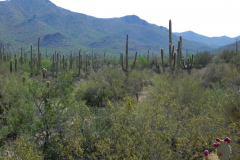 Saguaro National Park, Tucson, Arizona, USA