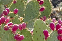 Saguaro National Park, Tucson, Arizona, USA