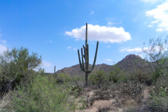 Saguaro National Park, Tucson, Arizona, USA