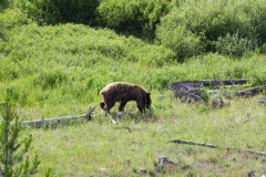 Yellowstone National Parl, Wyoming, USA. Det mest fantastiske og magiske sted i verden, med vandfald, geysere, vilde bjørne, ulve, elge og meget mere. Prøv det en gang, og du bliver afhængig.