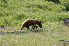 Yellowstone National Parl, Wyoming, USA. Det mest fantastiske og magiske sted i verden, med vandfald, geysere, vilde bjørne, ulve, elge og meget mere. Prøv det en gang, og du bliver afhængig.