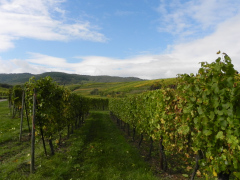 Det som det hele handler om, vinmarker og vindruer i Alsace, Frankrig