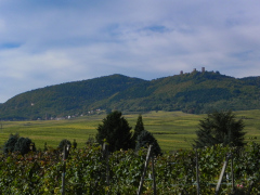 Vinmarker i Alsace