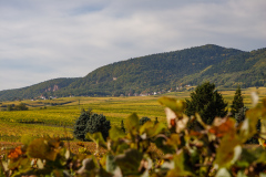 Vinmarker i Alsace