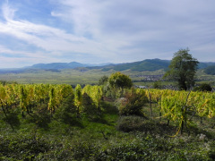 Udsigten fra toppen af Grand Cru Mambourg ved Sigolsheim, Alsace, Frankrig