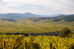 Udsigten fra toppen af Grand Cru Mambourg ved Sigolsheim, Alsace, Frankrig