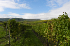 Det som det hele handler om, vinmarker og vindruer i Alsace, Frankrig