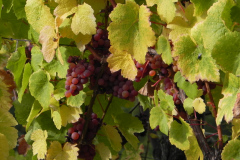 Det som det hele handler om, vinmarker og vindruer i Alsace, Frankrig