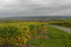 Det som det hele handler om, vinmarker og vindruer i Alsace, Frankrig