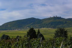 Vinmarker i Alsace