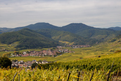 Udsigten fra toppen af Grand Cru Mambourg ved Sigolsheim, Alsace, Frankrig