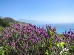 Highway 1, Californien, USA