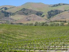 Chamisal Winery, Californien, USA