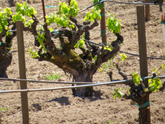 Sonoma Valley, Californien, USA