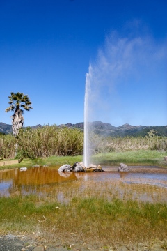 Old Faithful Geyser of California, geyseren findes, og den sprutter regelmæssigt, men lidt af et rip-off for at se den. Så hellere køreturen til Yellowstone National Park, for at se den rigtige.