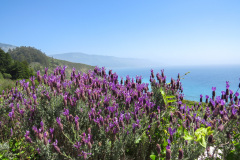 Highway 1, Californien, USA
