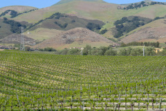 Chamisal Winery, Californien, USA