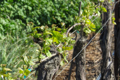 Chamisal Winery, Californien, USA