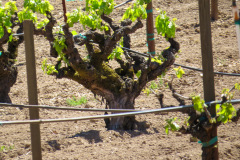 Sonoma Valley, Californien, USA