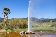 Old Faithful Geyser of California, geyseren findes, og den sprutter regelmæssigt, men lidt af et rip-off for at se den. Så hellere køreturen til Yellowstone National Park, for at se den rigtige.