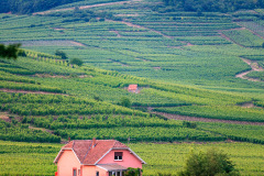 Alsace, Frankrig